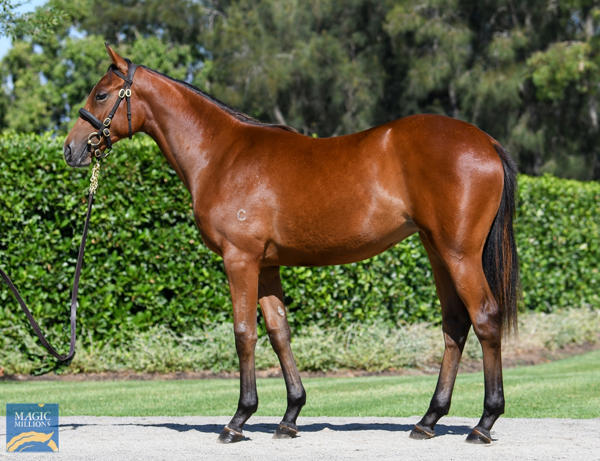 Coolmore Stud - MM Gold Coast Yearling Sale Lot 1065