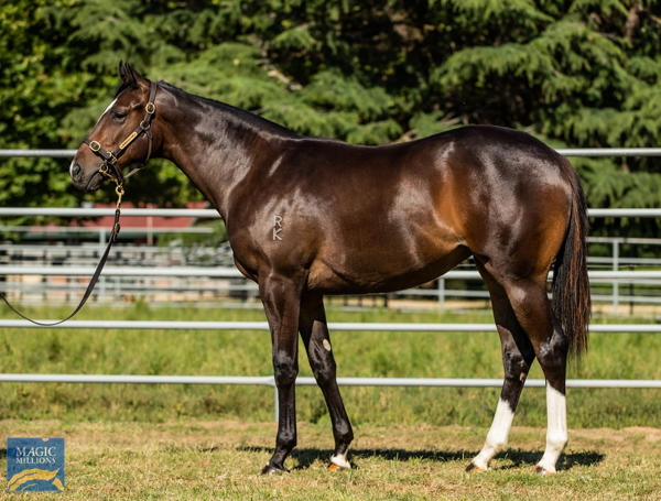 Newhaven Park - MM Gold Coast Yearling Sale Lot 1071