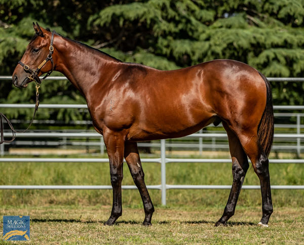 Newhaven Park - MM Gold Coast Yearling Sale Lot 108