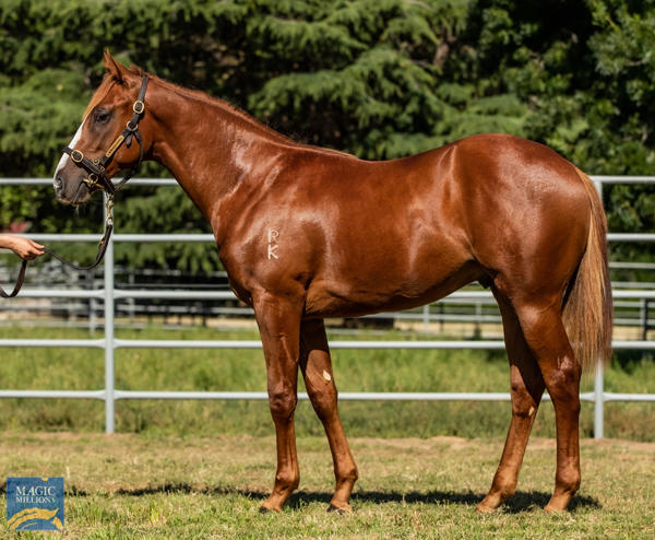 Newhaven Park - MM Gold Coast Yearling Sale Lot 1098