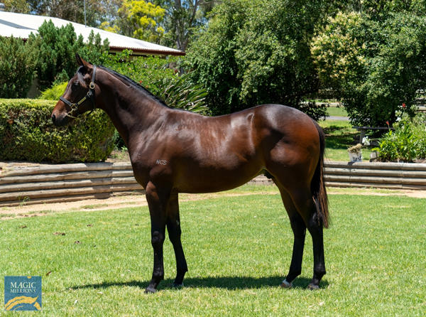 Oaklands Stud - MM Gold Coast Yearling Sale Lot 1100