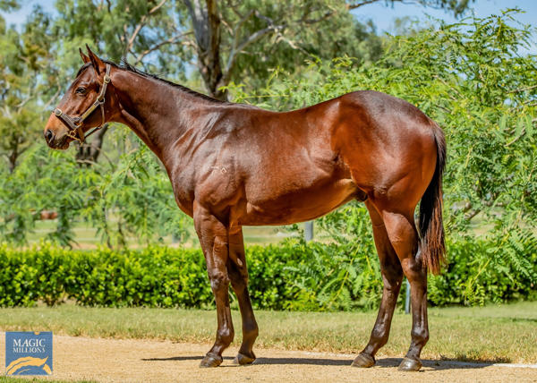 Eureka Stud - MM Gold Coast Yearling Sale Lot 1102