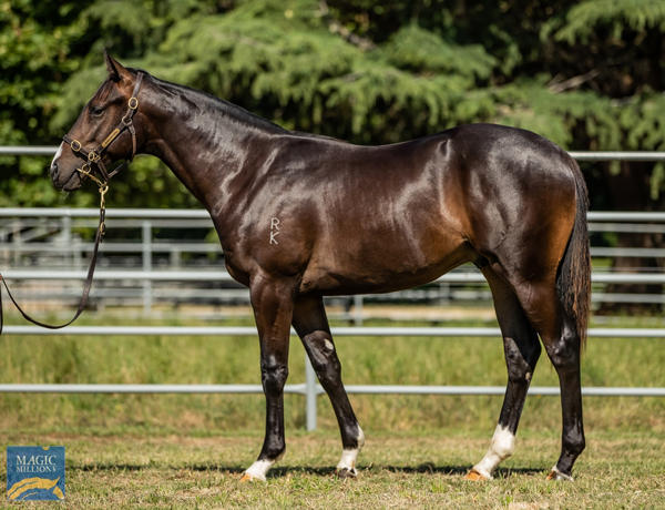 Newhaven Park - MM Gold Coast Yearling Sale Lot 1117