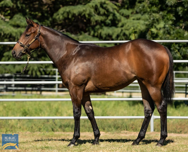Newhaven Park - MM Gold Coast Yearling Sale Lot 1121