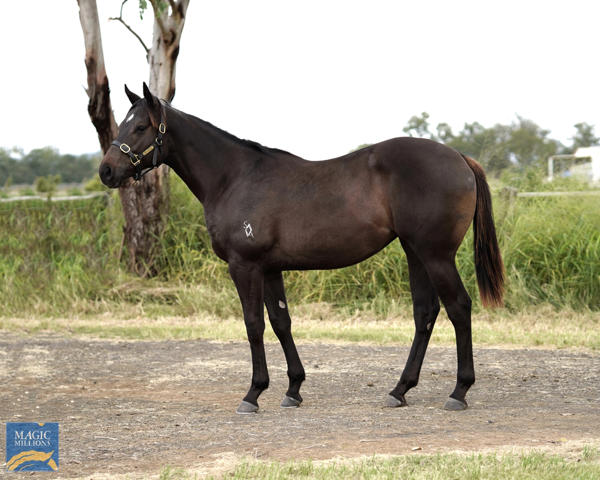 Bahrinna - MM Gold Coast Yearling Sale Lot 1125