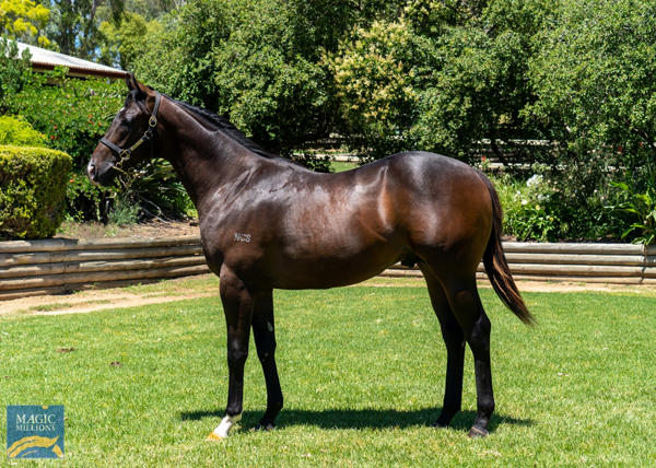 Oaklands Stud - MM Gold Coast Yearling Sale Lot 1145