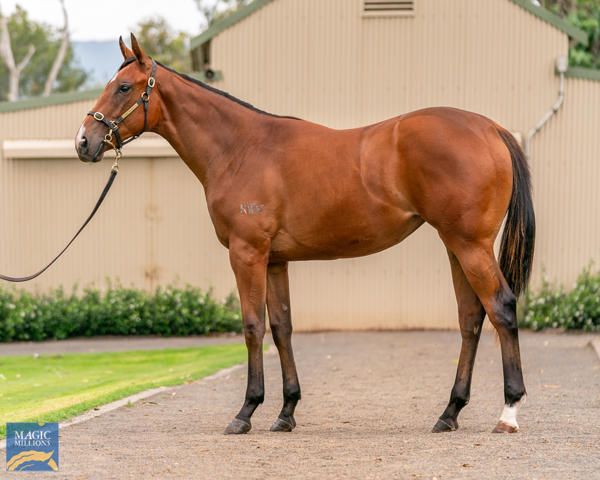 Kitchwin Hills - MM Gold Coast Yearling Sale Lot 1149