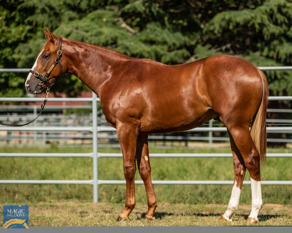 Newhaven Park - MM Gold Coast Yearling Sale Lot 115