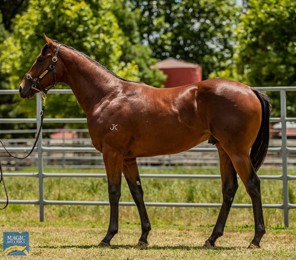 Newhaven Park - MM Gold Coast Yearling Sale Lot 1152