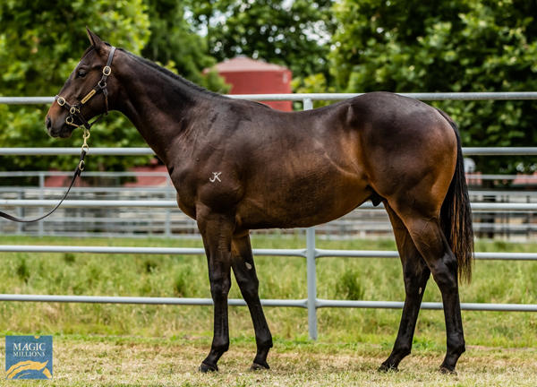 Newhaven Park - MM Gold Coast Yearling Sale Lot 116