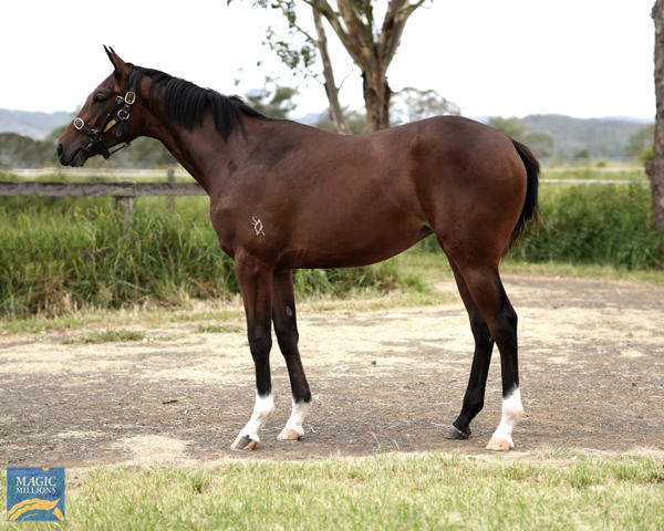 Bahrinna - MM Gold Coast Yearling Sale Lot 1168