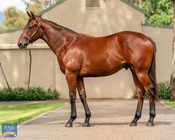 Kitchwin Hills - MM Gold Coast Yearling Sale Lot 117