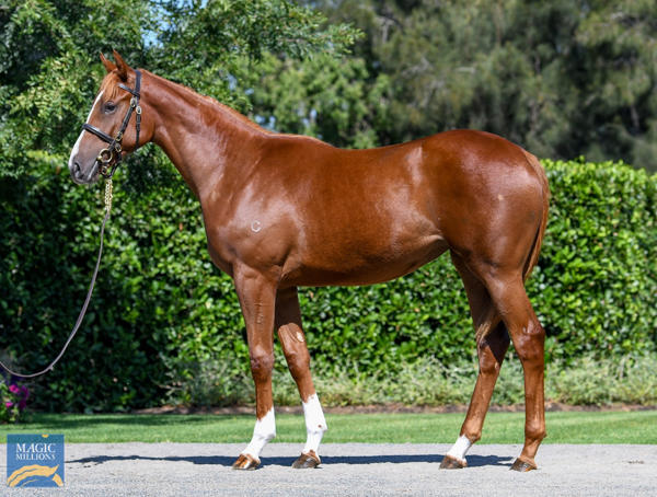 Coolmore Stud - MM Gold Coast Yearling Sale Lot 1181