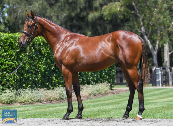 Coolmore Stud - MM Gold Coast Yearling Sale Lot 1184