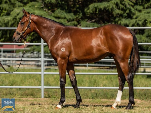 Newhaven Park - MM Gold Coast Yearling Sale Lot 1203