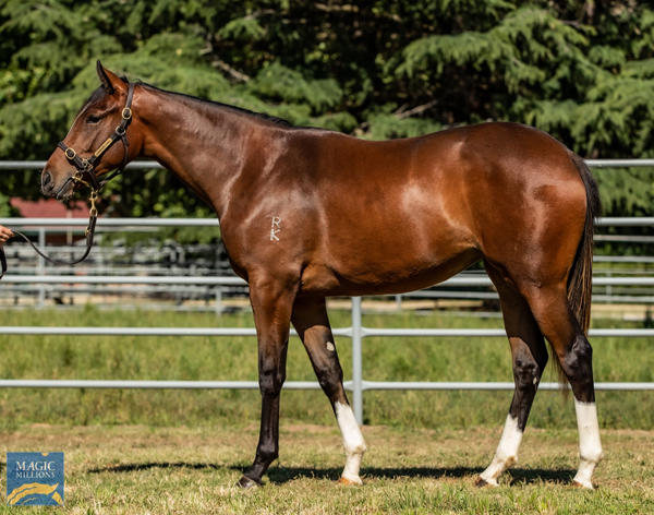 Newhaven Park - MM Gold Coast Yearling Sale Lot 1212