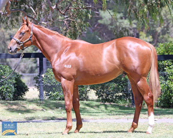 Mill Park Stud - MM Gold Coast Yearling Sale Lot 127