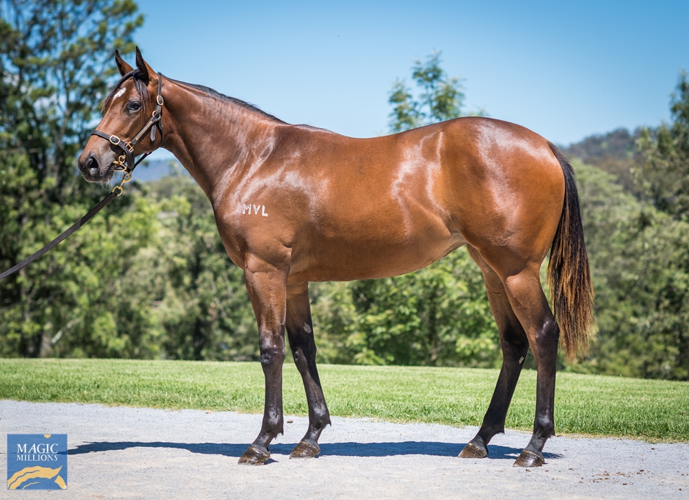 Middlebrook Valley Lodge - MM Gold Coast Yearling Sale Lot 132