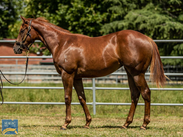 Newhaven Park - MM Gold Coast Yearling Sale Lot 140