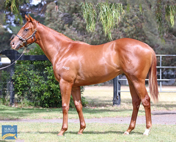 Mill Park Stud - MM Gold Coast Yearling Sale Lot 151