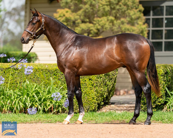 Vinery Stud - MM Gold Coast Yearling Sale Lot 152