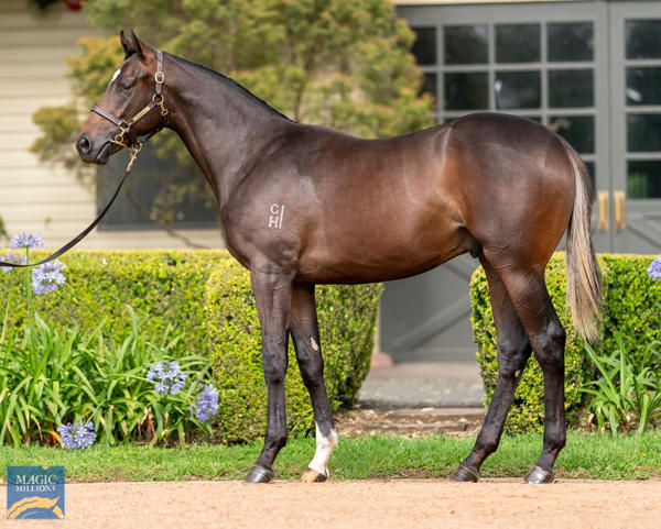 Vinery Stud - MM Gold Coast Yearling Sale Lot 158
