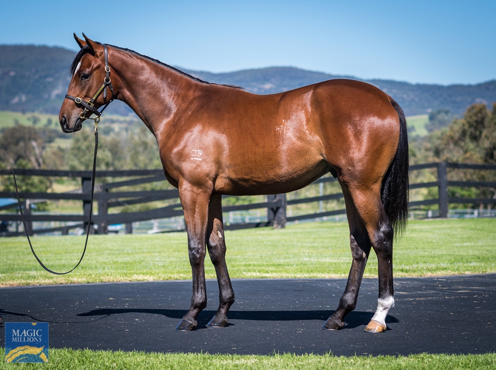 Cressfield - MM Gold Coast Yearling Sale Lot 163