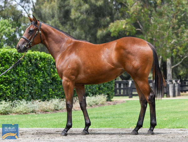 Coolmore Stud - MM Gold Coast Yearling Sale Lot 174