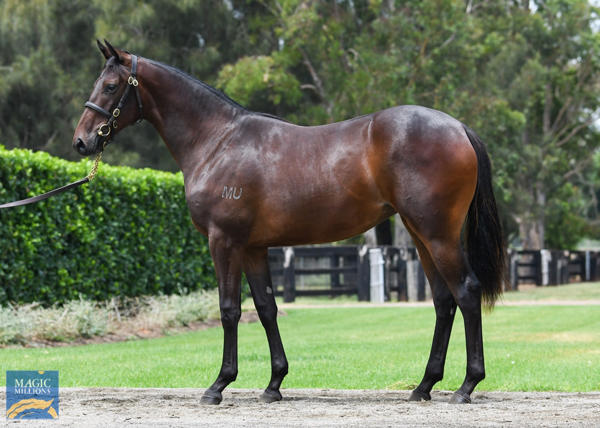 Coolmore Stud - MM Gold Coast Yearling Sale Lot 186