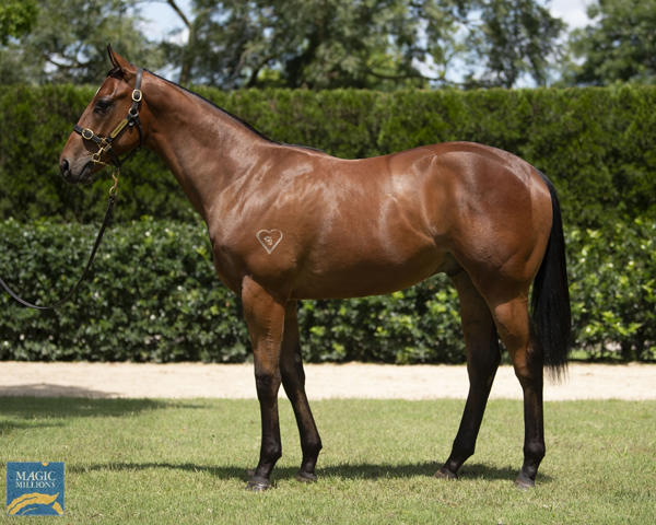 Torryburn Stud - MM Gold Coast Yearling Sale Lot 189
