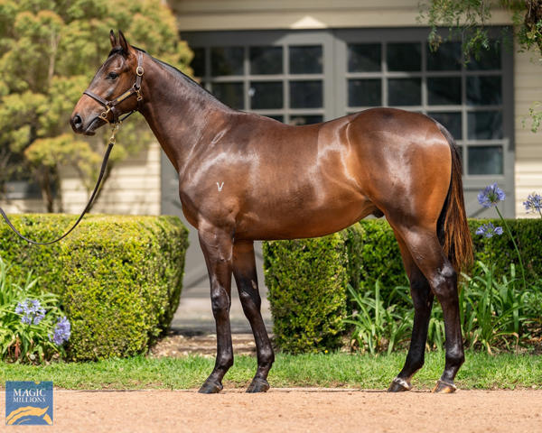 Vinery Stud - MM Gold Coast Yearling Sale Lot 190
