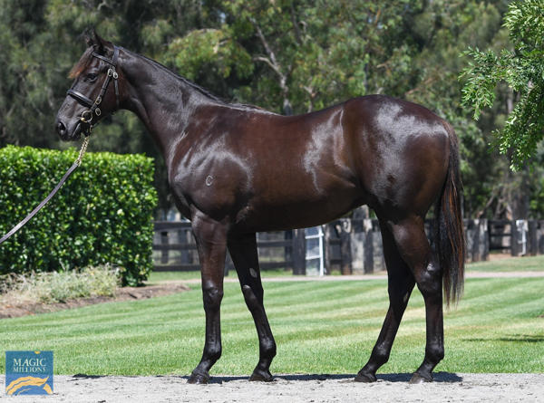 Coolmore Stud - MM Gold Coast Yearling Sale Lot 199