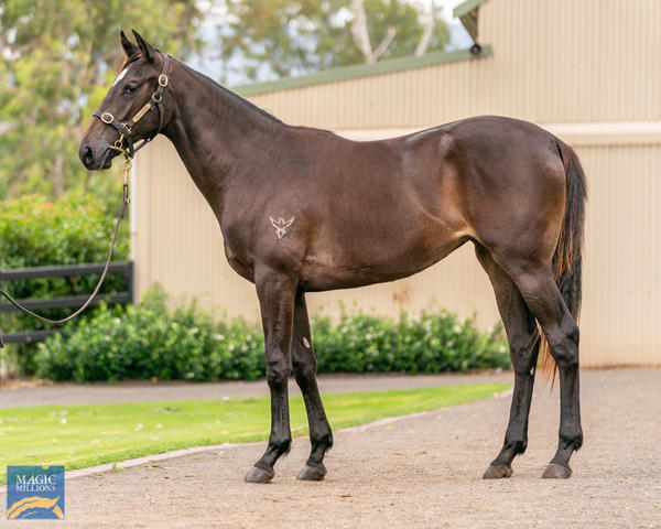 Kitchwin Hills - MM Gold Coast Yearling Sale Lot 210