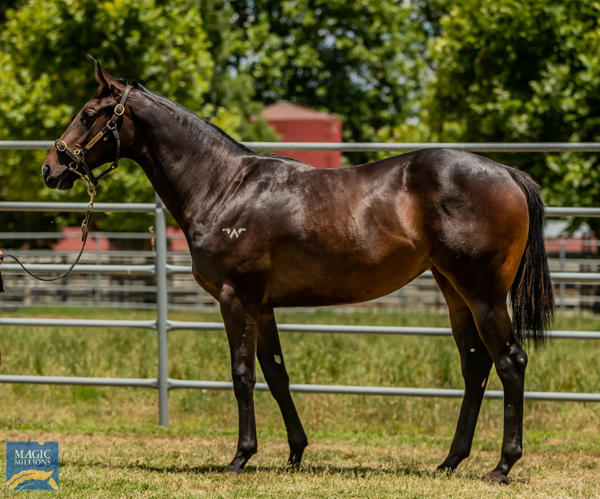 Newhaven Park - MM Gold Coast Yearling Sale Lot 221
