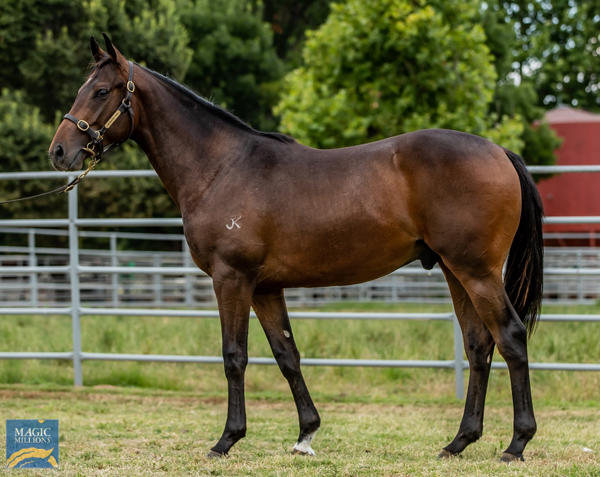 Newhaven Park - MM Gold Coast Yearling Sale Lot 222