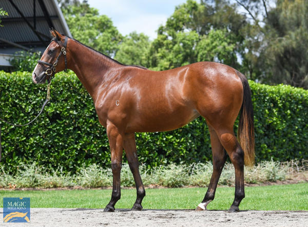 Coolmore Stud - MM Gold Coast Yearling Sale Lot 225