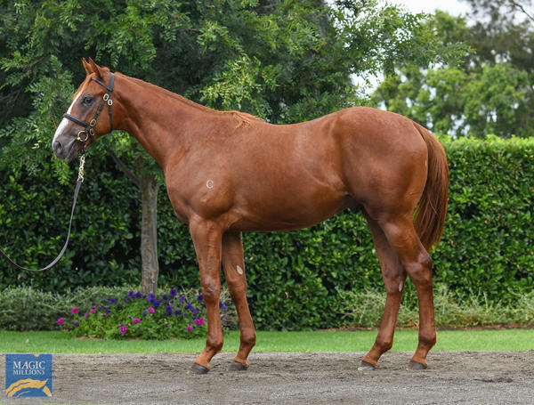 Coolmore Stud - MM Gold Coast Yearling Sale Lot 226