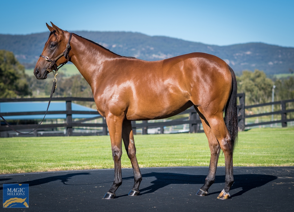 Cressfield - MM Gold Coast Yearling Sale Lot 256