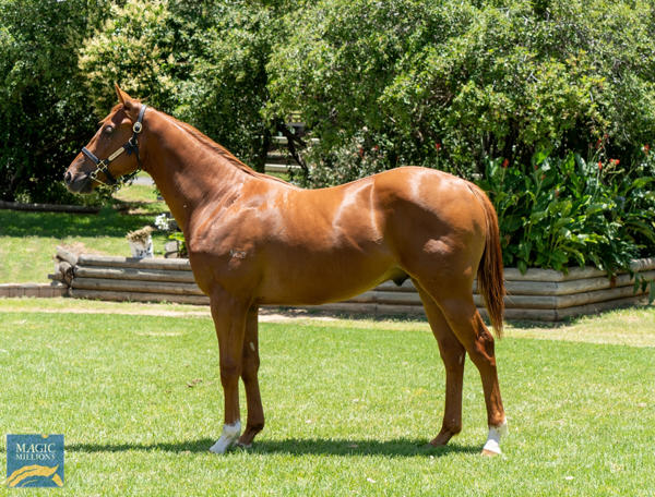 Oaklands Stud - MM Gold Coast Yearling Sale Lot 258