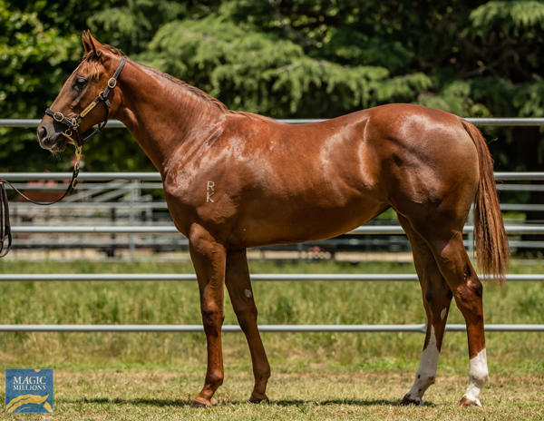 Newhaven Park - MM Gold Coast Yearling Sale Lot 28