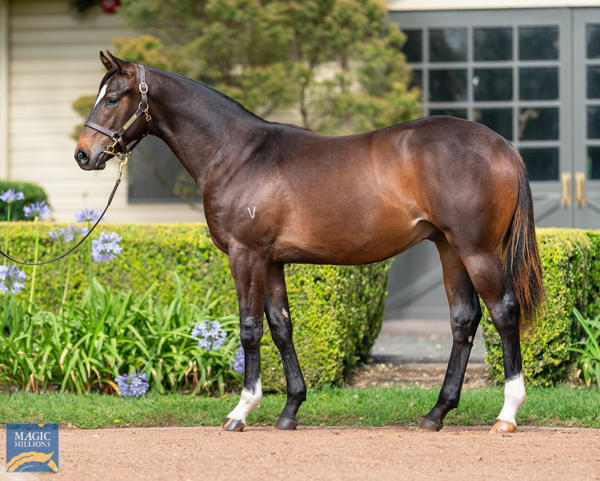 Vinery Stud - MM Gold Coast Yearling Sale Lot 286