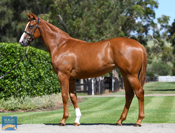 Coolmore Stud - MM Gold Coast Yearling Sale Lot 293