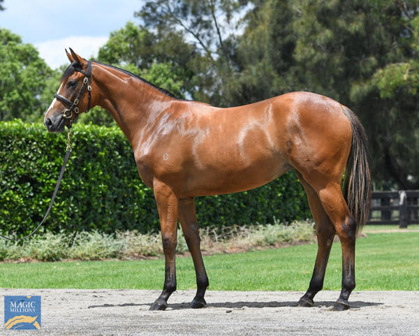 Coolmore Stud - MM Gold Coast Yearling Sale Lot 301