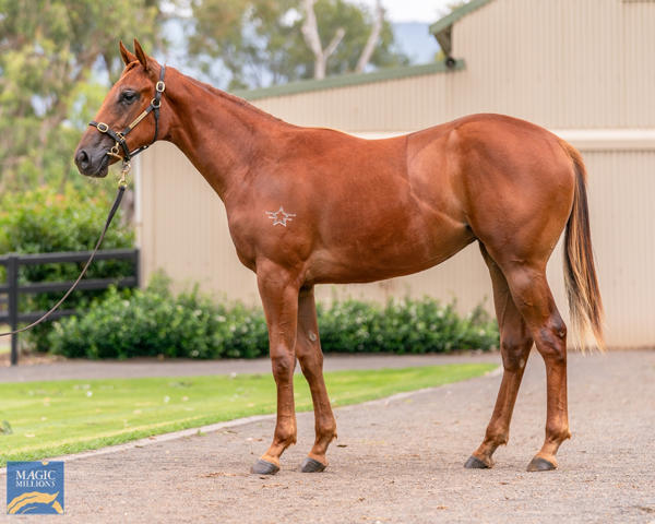 Kitchwin Hills - MM Gold Coast Yearling Sale Lot 317
