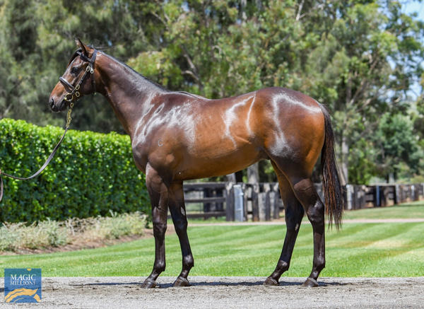 Coolmore Stud - MM Gold Coast Yearling Sale Lot 318