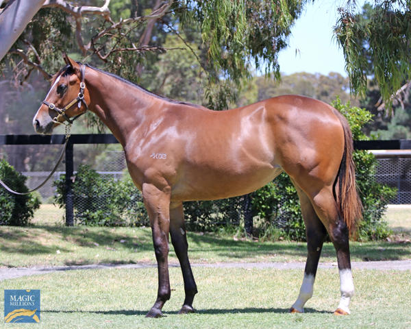 Mill Park Stud - MM Gold Coast Yearling Sale Lot 358