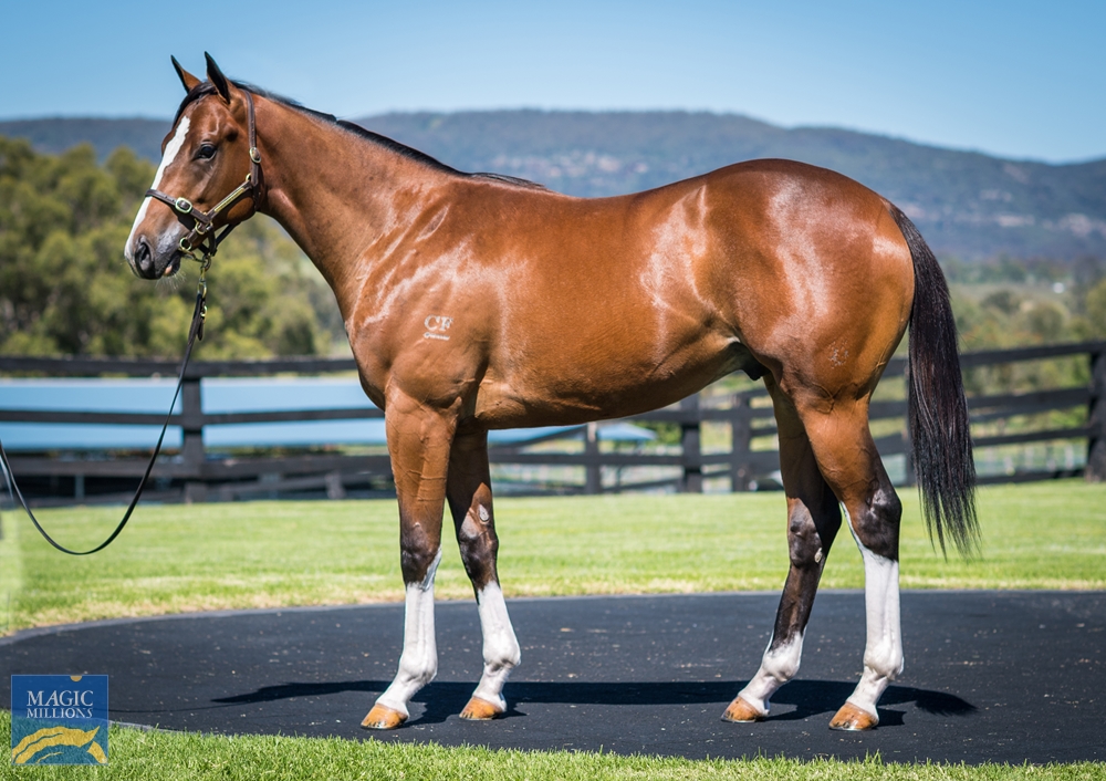 Cressfield - MM Gold Coast Yearling Sale Lot 367