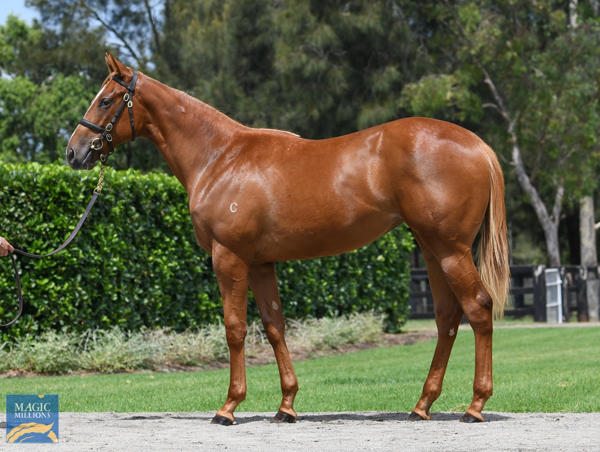 Coolmore Stud - MM Gold Coast Yearling Sale Lot 371
