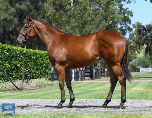 Coolmore Stud - MM Gold Coast Yearling Sale Lot 376
