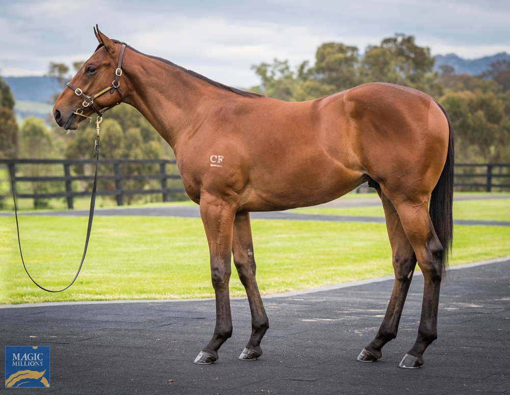 Cressfield - MM Gold Coast Yearling Sale Lot 377